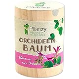 Feel Green Pflanzy Orchideenbaum, Nachhaltige Geschenkidee (100% Eco Friendly), Grow Your Own/Anzuchtset, Pflanzen im Holzzylinder, Made in Austria, Holz