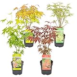 Bloomique - Mischung aus 4 Japanischen Ahornbäumen - Winterharte Pflanzen - Gartenpflanzen Winterhart - Höhe 20-30 cm - Topf 10,5 cm