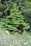 30 Abies nordmanniana Samen (Nordmanntanne) – Immergrüne, Frostharte Konifere – Ideal für Garten, Bonsai oder Weihnachtsbaum