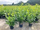5st. schnellwachsende Kirschlorbeer Rotundifolia 80-120cm im Topf reine Pflanzenhöhe Prunus laurocerasus Lorbeer schnellwachsend Heckenpflanzen
