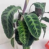 calathea pflanze samen, hochbeete für garten, balkon pflanze blumengarten, extrem winterharte kübelpflanzen pflanzensamen, hochbeet samen pflanzen, winterharte pflanzen für garten 120pcs