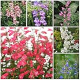 bartfaden pflanze mehrjährig samen - winterharte pflanzen für garten, winterharte blumen bartfaden samen, kletterpflanzen winterhart, bio saatgut blumensamen balkon, winterharte 300pcs