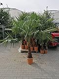 Chinesische Hanfpalme 160-180 cm - Trachycarpus fortunei - Winterharte Zimmer- & Gartenpflanze für Balkon, Terrasse und Garten - Pflegeleicht, Robust & Exotischer Blickfang