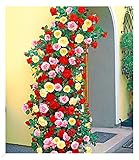 BALDUR Garten Kletterrosen-Trio,3 Pflanzen, atemberaubender Wuchs, für Hauswände, Mauern, Pergola u. Spaliere, leuchtende Farben der Blüten, winterhart und mehrjährig, pflegeleicht