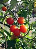 Rote Wildtomate 'Rote Murmel' (Solanum pimpinellifolium) Bio 10 Samen