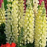 lupinensamen mehrjährig winterhart lupinen pflanzen samen, hochbeete für garten blumen samen lupinensamen blumensamen mehrjährig winterhart bodendecker samen winterhart bonsai samen 250pcs