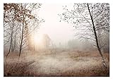 WallArena - Vlies Fototapete Bäume Nebel Wald Landschaft Natur Wiese Gras 368x254 cm - Fototapeten - Tapeten - für Wohnzimmer Schlafzimmer - Vliestapete Wandtapete Tapete 3D Effekt- inkl. Kleister
