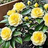 100 Stück gelbe Kamelienblumensamen