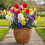 Blumenzwiebeln Mehrjährig Winterhart - Frühling Blumenzwiebelmischung - 50 Zwiebeln - Tulpen/Narzissen/Hyazinthen/Muscari - Niederländische Qualität - Für Garten, Töpfe und Balkon