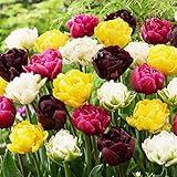 25x Doppelt blühend Tulpenzwiebeln Frühlingsmischung | Exklusive Tulpen Zwiebeln aus Holland | Mindestens 5 verschiedene Sorten und Farben | Winterharte und mehrjährig Tulpen für Garten Töpfe Balkon