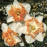 LIUGCD Winterhart pflanzen, Lebende Pflanzen,Mysteriöse magische Glühbirne, Blumenzwiebel Mix-10 Narzissen knolle-A