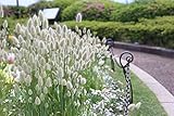 50Stück ziergras samen winterhart mehrjährig zimmerpflanzen seeds pflanztöpfe pflanzen garten winterharte balkonpflanzen exotische steingartenpflanzen balkon pflanze