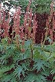 Seeds Rheum Palmatum Tanguticum Big Red Perennials: Only Seeds