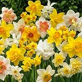 Narzissen Zwiebeln Winterhart Mehrjährig - Budget Flower Kollektion - 50 Blumenzwiebeln - Duftende Osterglocken - Mix aus Holland - für Garten und Topf (keine Samen, nicht künstlich)