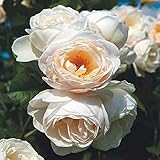 Kletterrose Uetersener Klosterrose creme-weiß - Kletter-Rose duftend - Pflanze für Rankhilfe im 5 Liter Container von Garten Schlüter - Pflanzen in Top Qualität