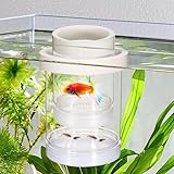 Aufzuchtbecken Aquarium, Schwimmender Ablaichkasten Aquarium Kunststoff Doppelstöckiger Aquarien Isolationsbox Transparent Aquarien Zuchtbecken für Babyfische Garnelen Clownfische Guppy