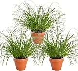 Katzengras | 3er-Set | Cyperus zumula | ca. 20-30 cm | ø 12-15cm Topf | Pflegeleichte Zimmerpflanzen für Wohnung und Büro | Qualität vom Pflanzen Profi | Ideale Raumbegrünung