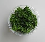 florari XL In-Vitro Limnophila sessiliflora/Kleine Ambulia