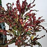 wunderstrauchsamen - gartendeko für draußen balkon 30pcs