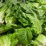 salatsamen - salat nachhaltige geschenke pflücksalat zimmerpflanzen gemüsesamen balkon geschenke für winterharte kübelpflanzen seltene alte gemüsesorten exotische 1000samen