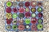 100 PC Erstaunlich Sempervivum Pflanzen Mixed Mini Garden Succulents Kakteensamen Perennial -Haus Porree Live Forever Einfach 23 to Grow