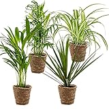 Bloomique - 4er-Mix - Luftreinigende Pflanzen - Dracaena - Dypsis - Chamaedorea - Chlorophytum - Zimmerpflanzen - Höhe 20-40 cm - Rattankorb 12 cm