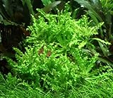 WASSERPFLANZEN WOLFF - Kleiner Stern – Pogostemon helferi | Bodendecker & Vordergrundpflanze für Aquarium | pflegeleicht, schnellwachsend & aquascaping-tauglich