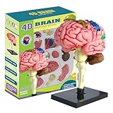 Neuro-Anatomie-Display – 20 cm große Großhirn-Studienfigur, Arterien-Lernrepliken | Interaktive Lehrskulptur für Biologie, Bildung, Klassenzimmer, medizinisches Harz-Modell, Demonstrationsständer