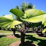 Palmensamen, immergrüne winterhart alte sorten geschenke für gartenliebhaber garten gartenarbeit geschenk seltene 20pcs