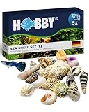 HOBBY Aquaristik Sea Shell Set L I 5 Stück I natürliche Schneckenhäuser zur Dekoration von Aquarien, Terrarien uvm I nachhaltige und umweltfreundliche Aquarium Deko I echte Muscheln