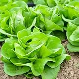 salatsamen - salat gartenpflanzen winterhart mehrjährig pflücksalat steingartenpflanzen winterhart zimmerpflanzen gemüsesamen balkon winterharte kübelpflanzen geschenke für 200samen