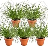 Katzengras | 5er-Set | Cyperus zumula | ca. 20-30 cm | ø 12-15cm Topf | Pflegeleichte Zimmerpflanzen für Wohnung und Büro | Qualität vom Pflanzen Profi | Ideale Raumbegrünung