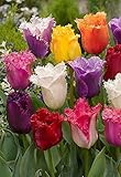 Rarität Mehrfarbige Garten Tulpenzwiebeln gefranst, 25 Stück, Tulipa, Blumenzwiebeln, pflegeleicht extrem frisch