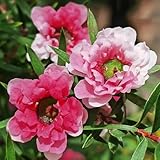 sträucher manuka samen pflanzen balkon, deko wohnzimmer bonsai baum echt, zimmerpflanzen samen baumsamen, bonsai samen indoor bonsai tree bäume pflanzen, blühende sträucher winterharte 125pcs