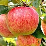 Apfelbaum 'Grafsztynek - Gravensteiner' Winterharter Obstbaum 80-140 cm, Aromatische Süße Früchte, Wurzelnackte Obstbaume, Apfel, Malus domestica, Mehrjährig, Ideal für Garten & Obstwiese
