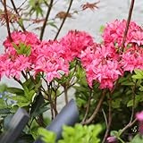 rhododendron winterharte garten, blumendeko azalee schattenpflanzen, frühlingsblume deko balkonpflanzen winterhart wiesensaatgut 150samen