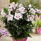 100 Stück weiße Hibiskusblütensamen