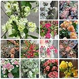 Malus spectabilisSamen - gartenpflanzen stauden winterhart mehrjährig bio pflanzensamen exotische balkon deko wohnzimmer immergrüne 250pcs