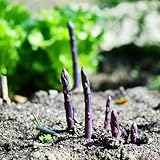 Spargel samen, gemüsesamen bonsai Biosaatgut bio saatgut hydrokultur pflanzen für draußen, Heilpflanzen Gemüsegarten gemüsebeet alte gemüsesorten gemüse samen steingartenpflanzen 400pcs