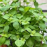 blumensamen, katzenminze pflanze samen balkon pflanze Zierblumen, blumen samen winterharte pflanzen für garten indoor garden balkonblumen bonsai kräutersamen wiesensamen, blumenwiese, 5pcs