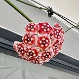 hoya samen gartenpflanzen, blumensamen kaufen pflanzensamen, schnellwachsende kletterpflanzen bienenweide, gartenblumen pflanzen garten, balkonblumen bio saatgut, kletterpflanze 500pcs