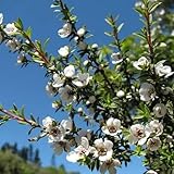 sträucher manuka samen schnell wachsende sträucher, bäume pflanzen winterharte pflanzen für garten, pflanzen samen bio samen alte sorten, baum pflanzen, sträucher deko balkonpflanzen, 300pcs