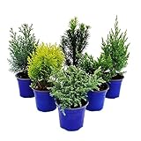 Exotenherz Zwerg-Koniferen-Set mit 6 Pflanzen - kleine Nadelgehölze für Beet und Balkon - im 10,5cm Topf