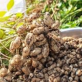 erdnuss - erdnusssamen seltene alte gemüsesorten geschenke für winterharte kübelpflanzen bio gemüsesamen alte sorten zimmerpflanzen gemüsesamen balkon hochbeet gemüsesaat 20samen