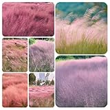 mühlenbergiasamen - balkon bio winterharte für garten zimmer 750pcs