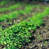 radischensamensprossen radieschen sprossen samen, winterharte pflanzen für garten, kräuter samen dekopflanzen gemüsesaat zimmerpflanzen samen balkon deko bonsai samen sprossensamen 1000pcs