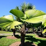palmensamen exotische zimmerpflanzen baumsamen immergrüne balkonpflanzen winterhart mehrjährig bonsaibaum kräuterpflanzen deko büro extrem winterharte kübelpflanzen blumengarten 15samen