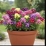 100 Stück gemischte Nemesia-Blumensamen