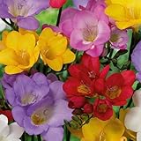 Bloomique - 50er-Mix - Freesien-Mix - Farbmischung - Blumenzwiebeln - mehrjährig - Sommerblüher - wird 30-45 cm groß