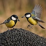 20kg Sonnenblumenkerne schwarz